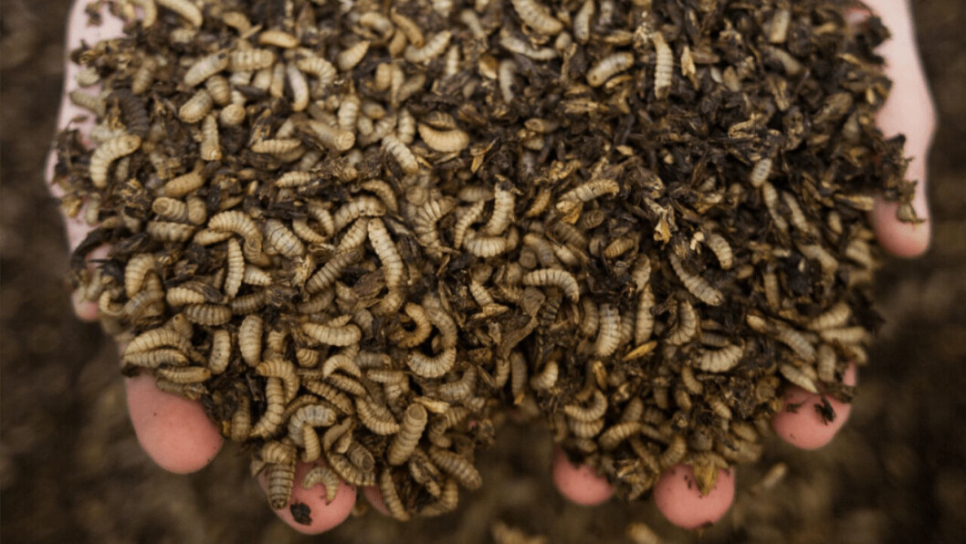 BSF larvae offer a promising alternative ingredient for fish feed if produced at an industrial scale. Photo: SAIC. BSF larvae offer a promising alternative ingredient for fish feed if produced at an industrial scale. Photo: SAIC.