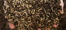 Cooke Scotland joins £10m push for insect-based feed