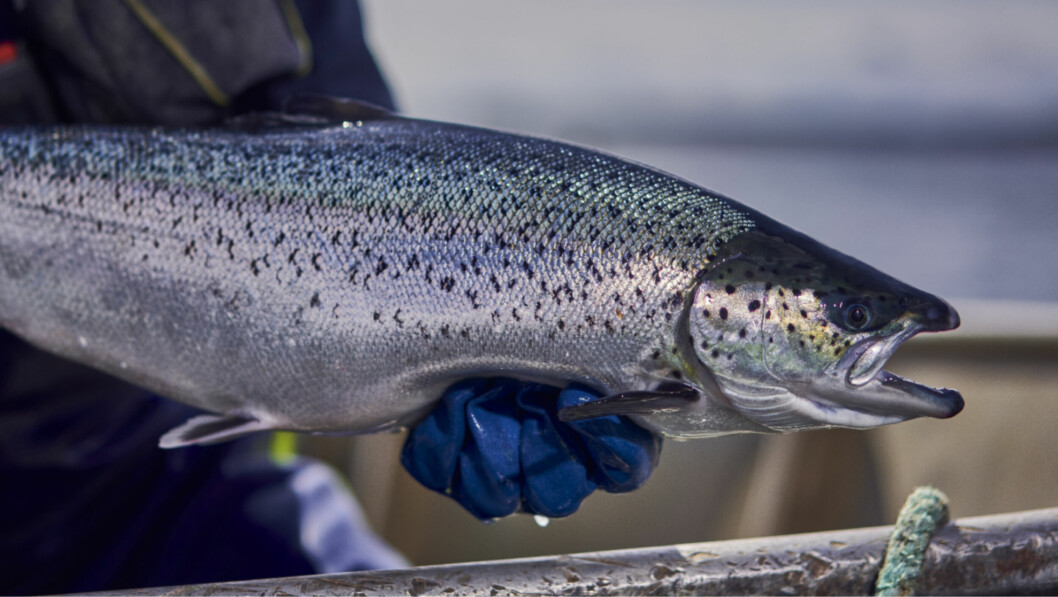 An organic salmon from one of Cooke's Orkney farms. Photo: Cooke Aquaculture Scotland.