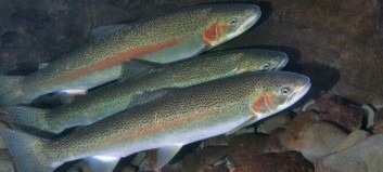 Cooke wins green light to grow trout in Washington