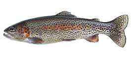 Cooke’s trout should be in Pacific water by late spring