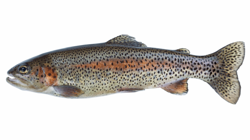 Cooke's trout should be in Pacific water by late spring
