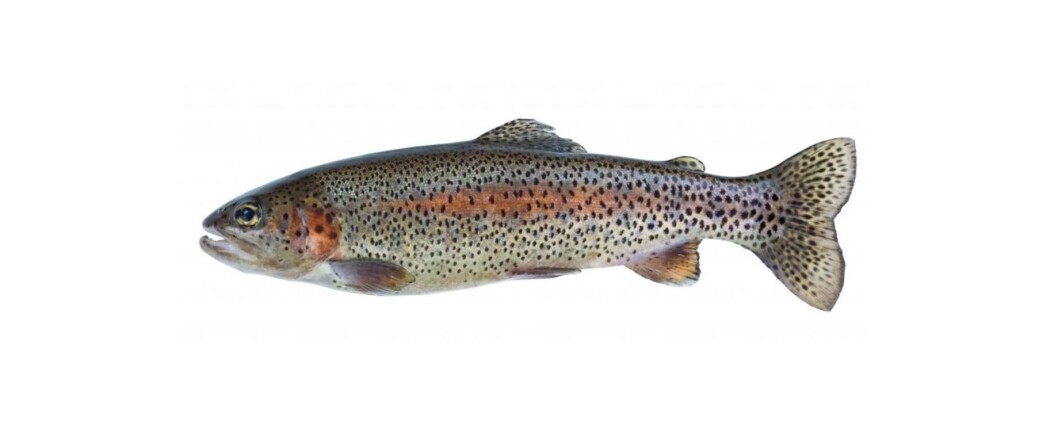 Cooke wants to farm steelhead at Port Angeles but has failed to overturn the termination of a lease. Photo: Cooke Aquaculture. Cooke wants to farm steelhead at Port Angeles but has failed to overturn the termination of a lease. Photo: Cooke Aquaculture.
