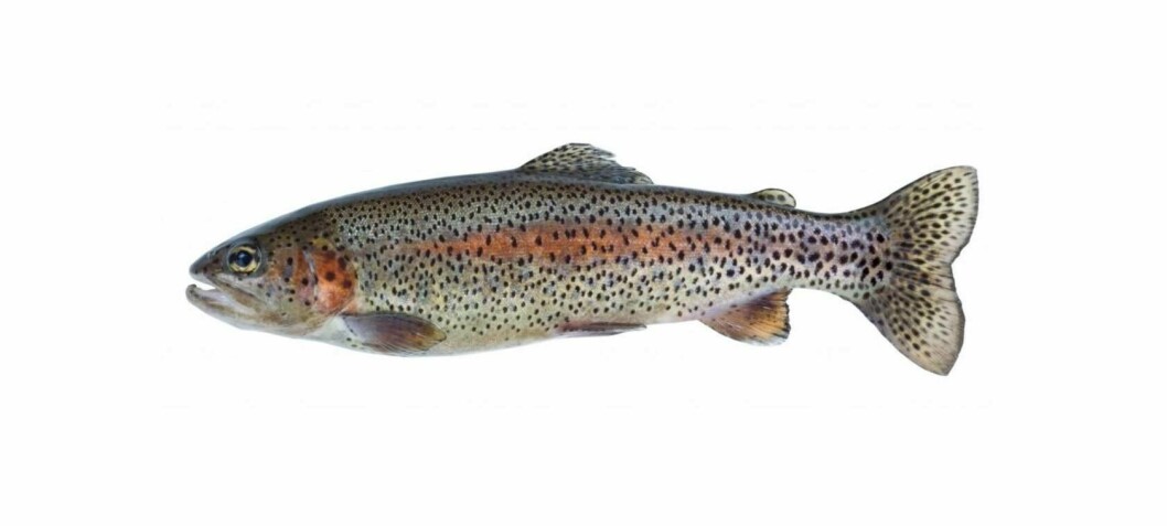 Cooke’s US trout farm plan suffers court setback
