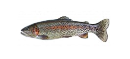 Cooke’s US trout farm plan suffers court setback