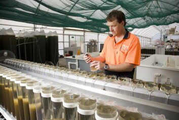 Shellfish Culture’s Scott Parkinson inspecting selectively bred spat in a juvenile spat production system. Image: Peter Mathew/Shellfish Culture