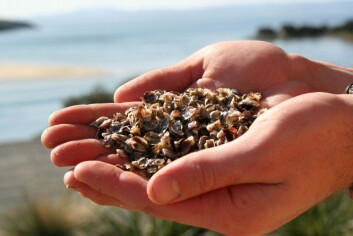Six-month old spat ready for sale. Image: Shellfish Culture Six-month old spat ready for sale. Image: Shellfish Culture