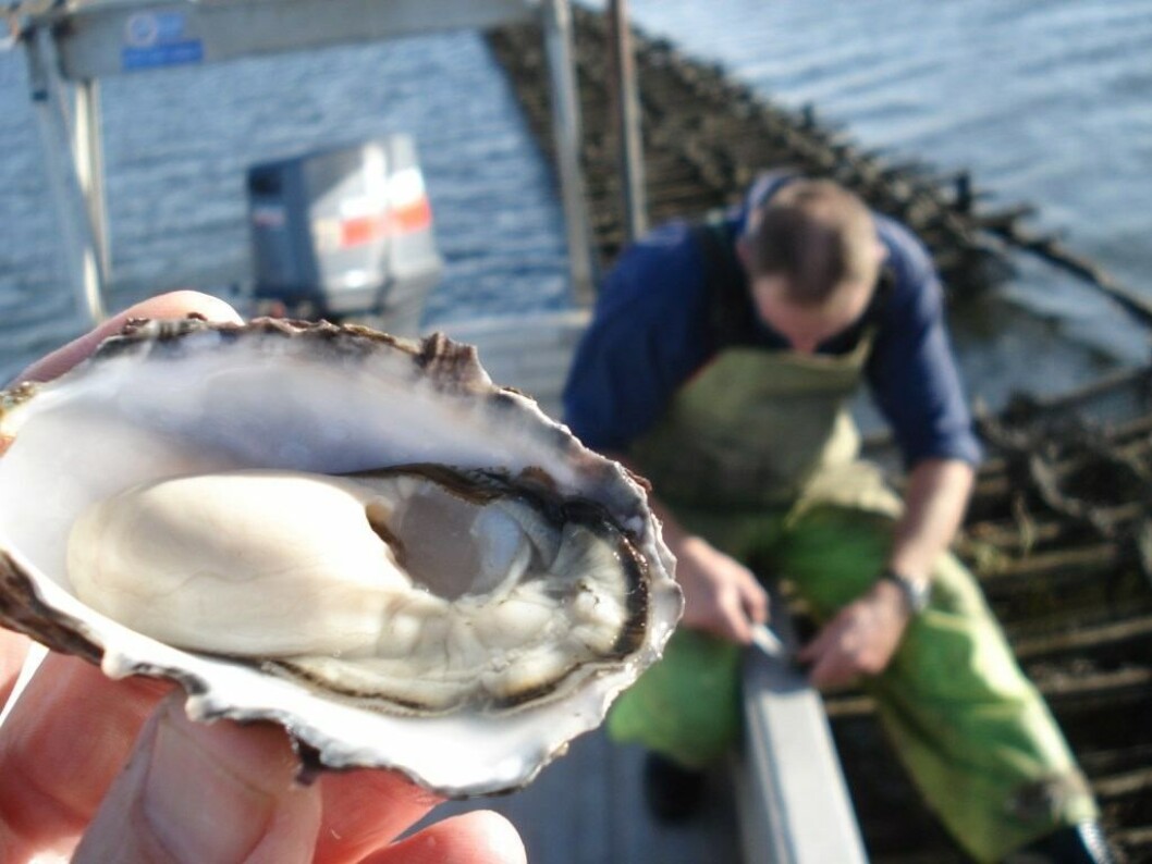 A Pacific Oyster from a farm in Tasmania. Image: Ian Duthie/Oysters Tasmania A Pacific Oyster from a farm in Tasmania. Image: Ian Duthie/Oysters Tasmania