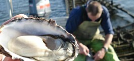 Genetic solution to lethal oyster disease