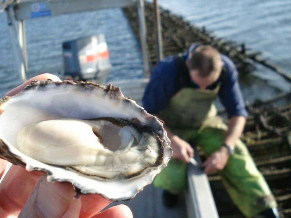 A Pacific Oyster from a farm in Tasmania. Image: Ian Duthie/Oysters Tasmania