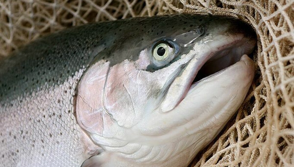 Rtfs Fish Genomic solution to RTFS