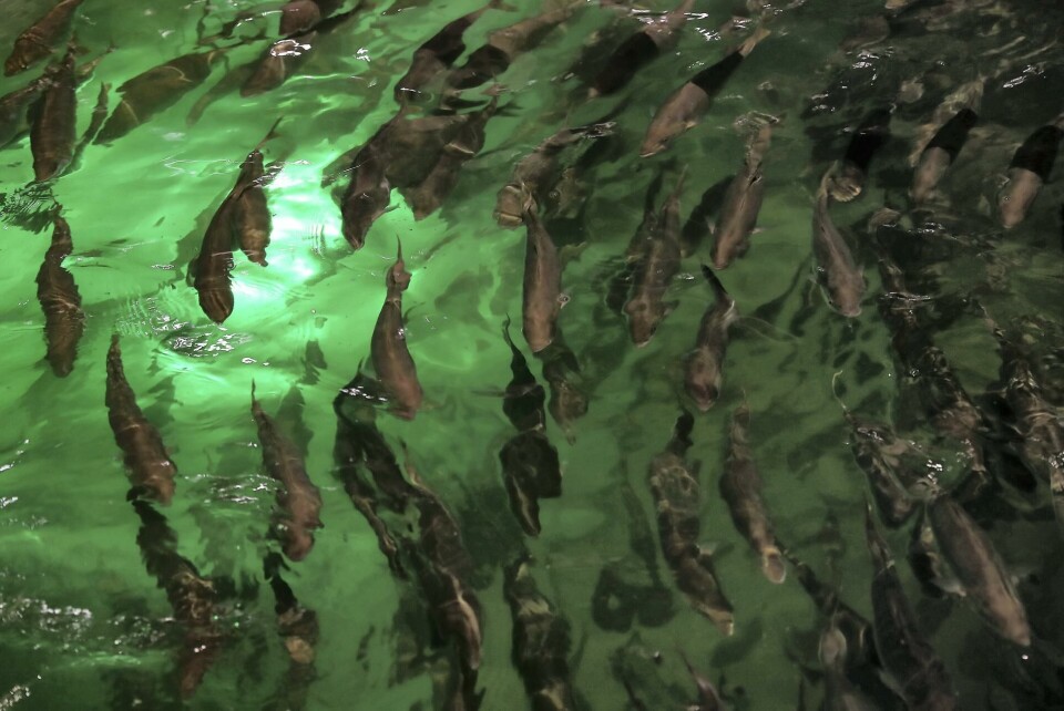 The first generation of Fish Farm's salmon, flown from Scotland, are reaching harvest weight. Click on photo to enlarge. Photo: Pawan Singh / The National.