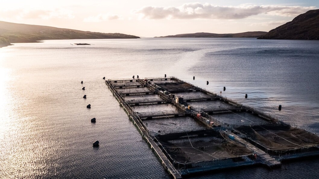 Wester Ross's Ardessie farms were hit by mass mortality events in August 2018 but the company finished the year in a strong position. Photo: Wester Ross Fisheries. Wester Ross's Ardessie farms were hit by mass mortality events in August 2018 but the company finished the year in a strong position. Photo: Wester Ross Fisheries.