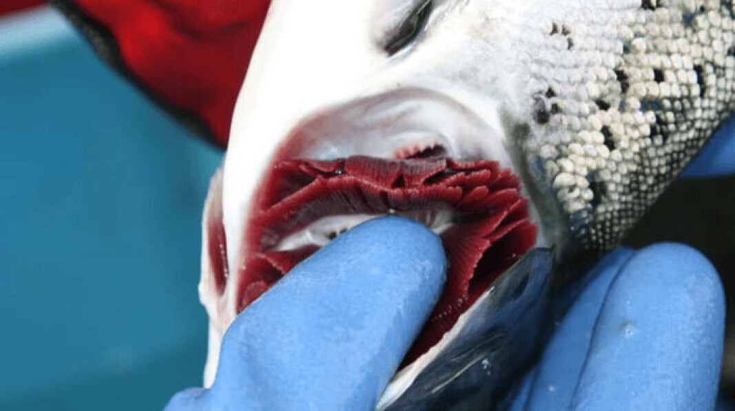 A salmon undergoing a gill health check. Micro jellyfish that can sting and block gills have caused widespread problems in Scotland. A salmon undergoing a gill health check. Micro jellyfish that can sting and block gills have caused widespread problems in Scotland.