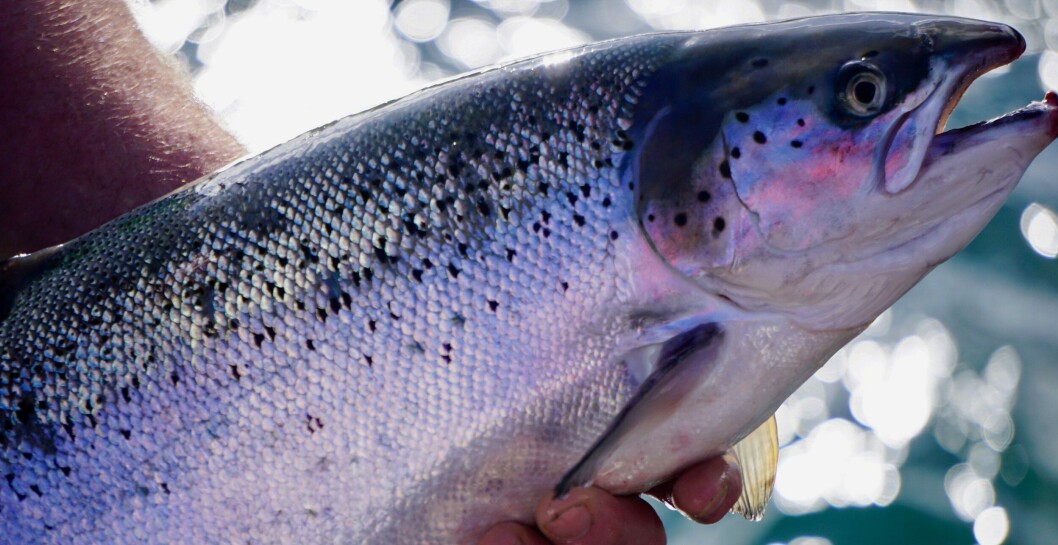 The project aims to increase the number of diagnostic tools available to keep fish healthy. Photo: Scottish Sea Farms The project aims to increase the number of diagnostic tools available to keep fish healthy. Photo: Scottish Sea Farms