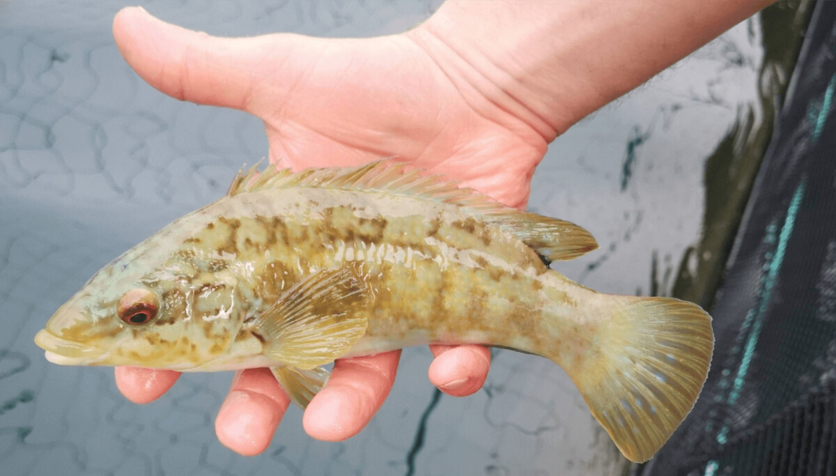 Wese Fish Giving wrasse the right start