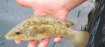 Wrasse catch figures show sustainability commitment