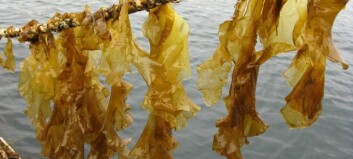 Flying the FLAG for seaweed farm