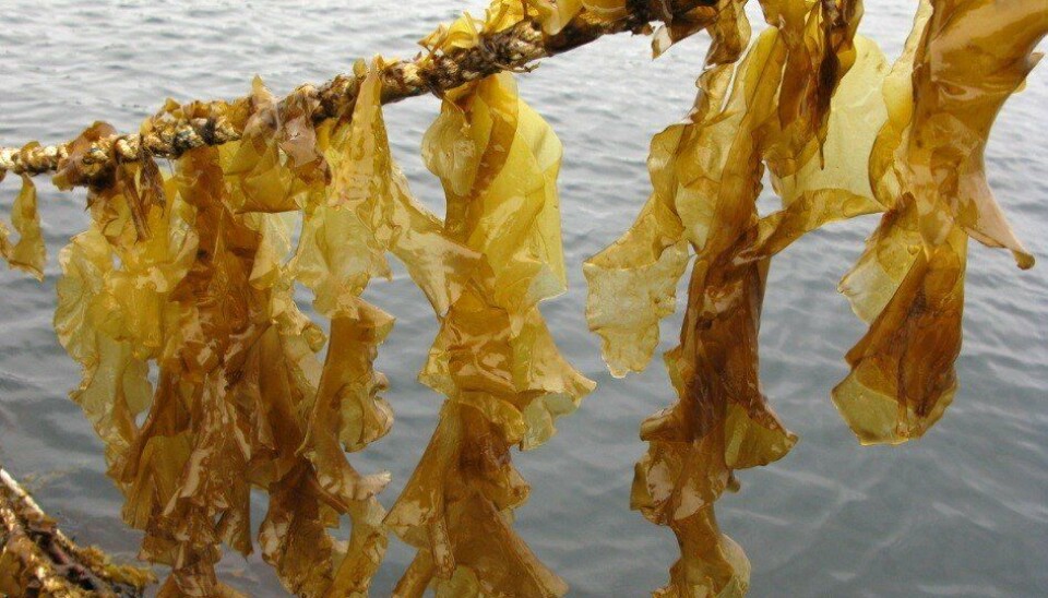 Sugar kelp (Saccharina latissima) was used in the feed trials.