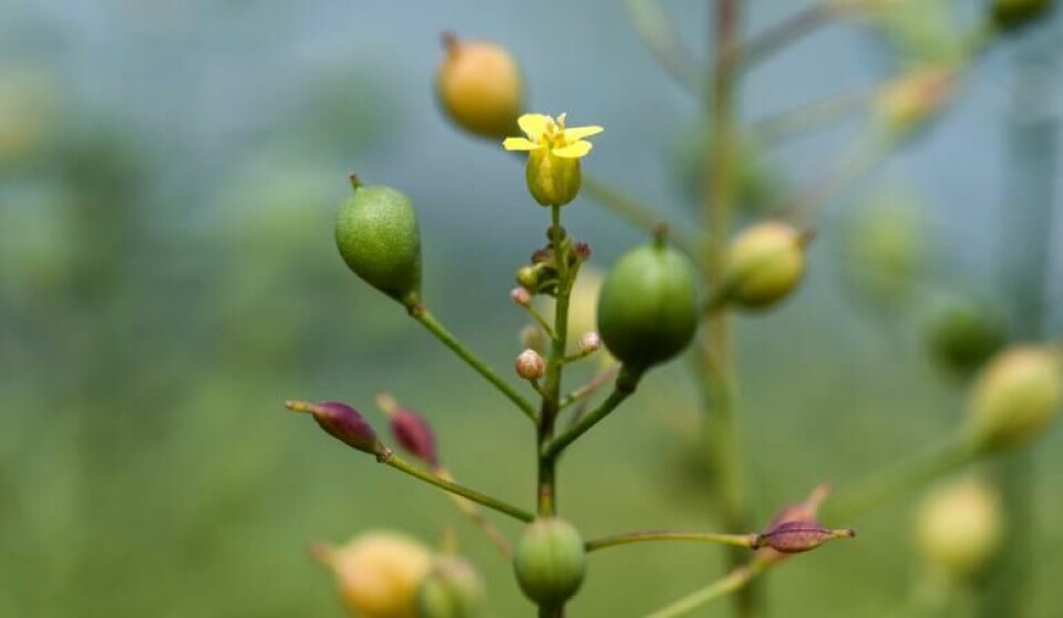 Rothamsted's GM camelina produces 10% each of EPA and DHA omega-3 fatty acids.