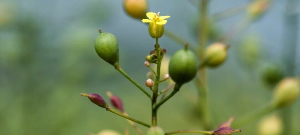 GM camelina creator finalises deal with US bioscience company