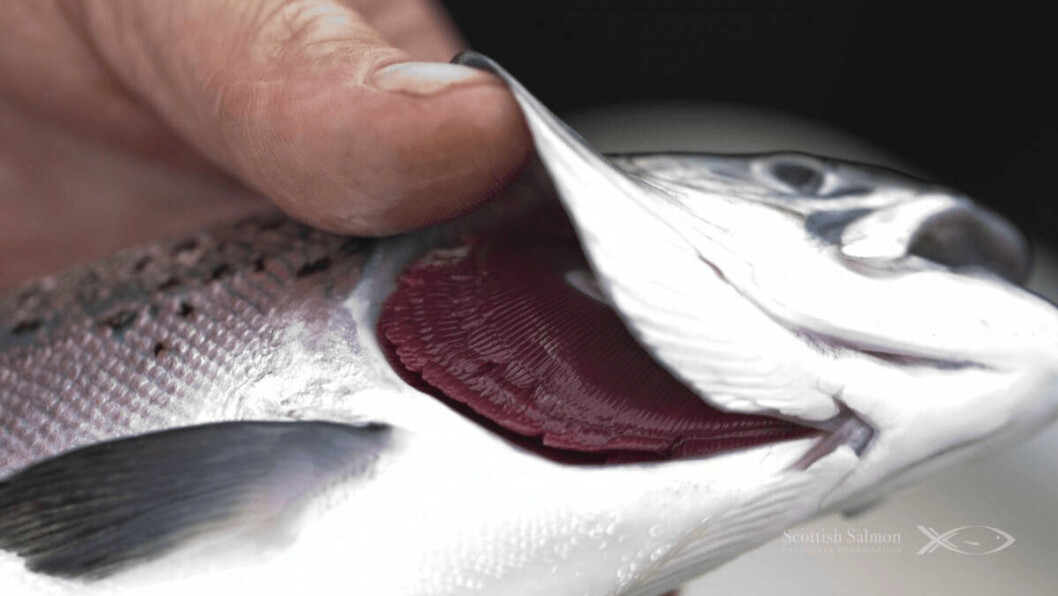 A healthy Scottish salmon. A study has found no evidence of the Covid pandemic impacting salmon welfare. Photo: SSPO. A healthy Scottish salmon. A study has found no evidence of the Covid pandemic impacting salmon welfare. Photo: SSPO.