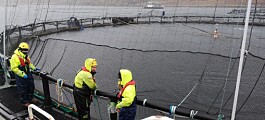 Covid rules flexibility ‘used sparingly’ by salmon farmers