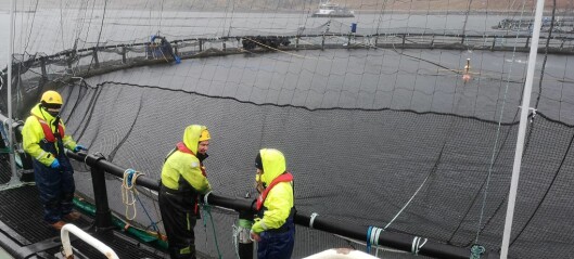 Covid rules flexibility ‘used sparingly’ by salmon farmers