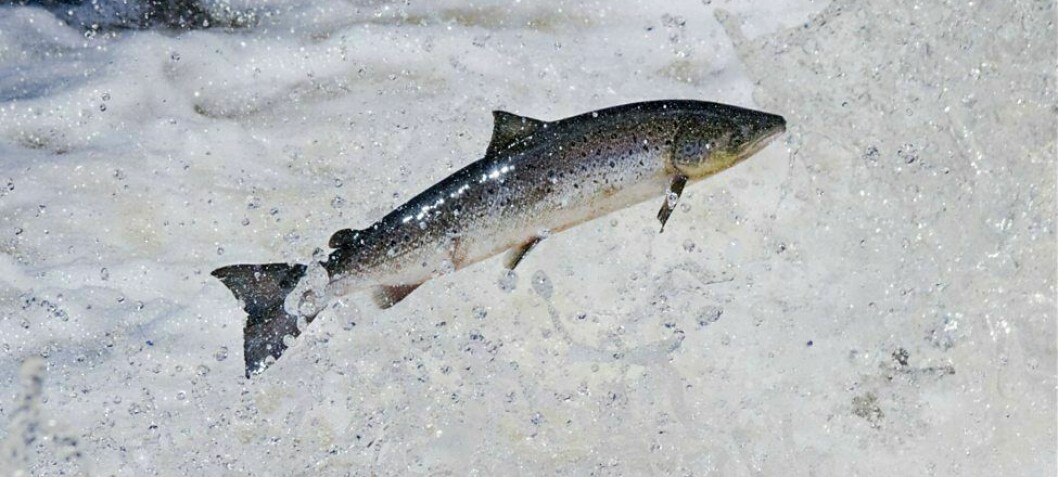 Government maps out plan to save Scotland's wild salmon