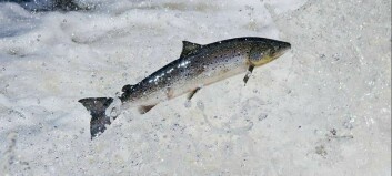 Wild salmon protection zones proposed as part of SEPA rules framework