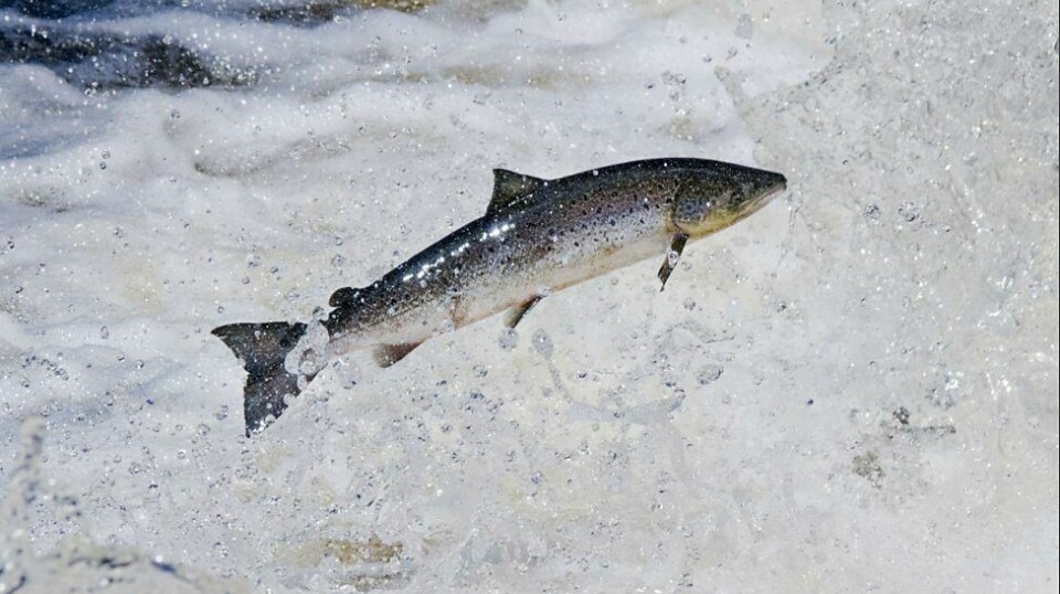 SEPA is to create wild salmon protection zones which will have more stringent rules related to sea lice on fish farms.