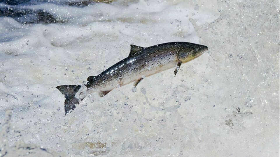 The Scottish Government is giving £500,000 towards efforts to reverse the decline in wild salmon populations.