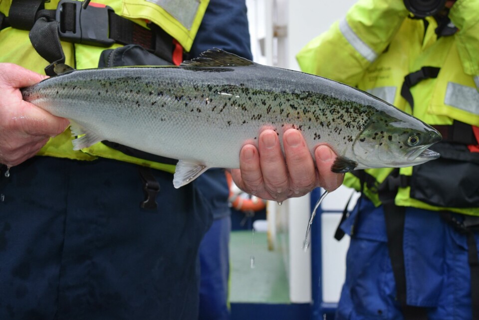 A salmon is checked for lice. Photo: SAIC.