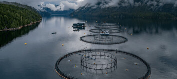 Grieg harvested 75,600 gwt of salmon in Norway and Canada last year