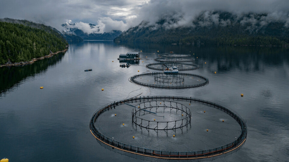 One of Grieg Seafood's five sites in Nootka Sound, on the west of Vancouver Island. Grieg harvested more than 20,000 gutted weight tonnes of salmon in BC last year.