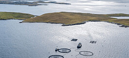 Grieg Shetland harvest topped 2,000 tonnes in Q1