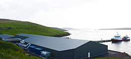 Scottish Sea Farms to invest in Shetland hatchery