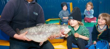 Dawnfresh bids to double Scottish trout production