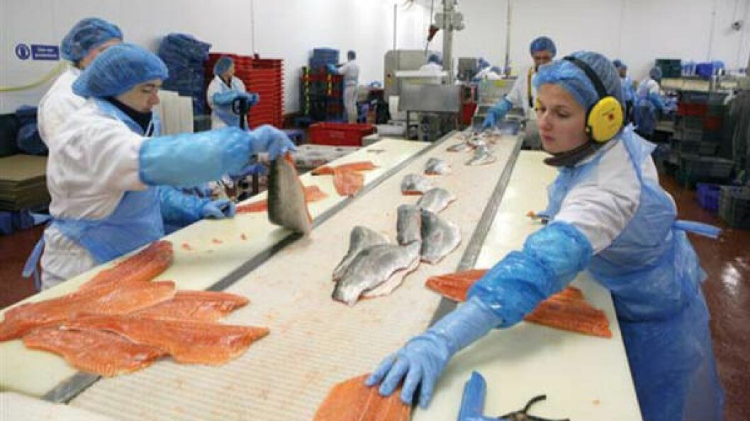Trout being processed at a Dawnfresh plant. The company has gone into administration with the immediate loss of 200 jobs.