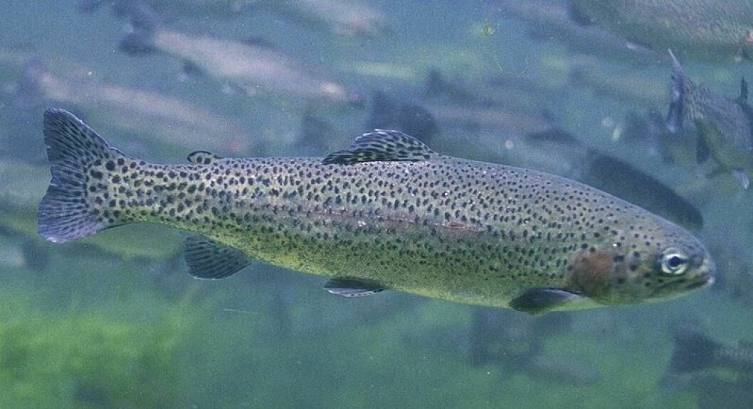Dawnfresh lost more than 33,000 rainbow trout through a hole in a net on one of its farms on Loch Etive. Photo: File picture.