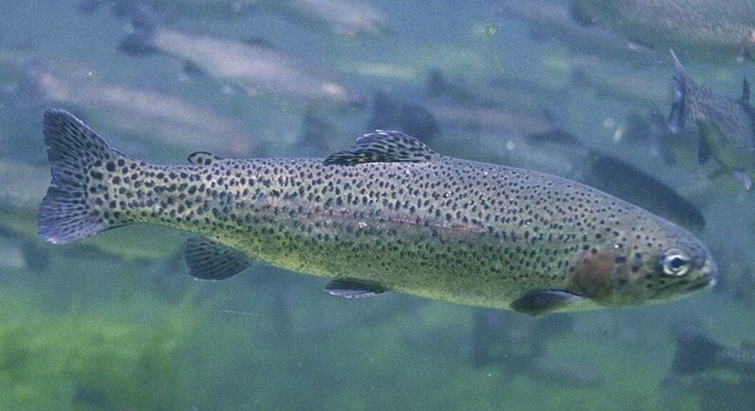 Dawnfresh lost more than 33,000 rainbow trout through a hole in a net on one of its farms on Loch Etive. Photo: File picture. Dawnfresh lost more than 33,000 rainbow trout through a hole in a net on one of its farms on Loch Etive. Photo: File picture.