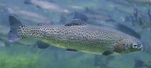 Lice treatment could cause kidney damage in trout