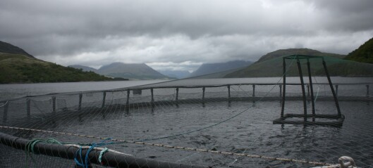 Growing appetite for large loch trout