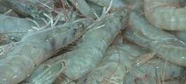 Nutriad presents shrimp solutions