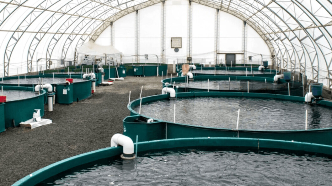Inside Taste of BC Aquaculture, which currently has capacity for 80 tonnes of steelhead salmon but aims for 21,000 tonnes by 2028. Photo: Taste of BC Aquaculture / Blue Star Foods. Inside Taste of BC Aquaculture, which currently has capacity for 80 tonnes of steelhead salmon but aims for 21,000 tonnes by 2028. Photo: Taste of BC Aquaculture / Blue Star Foods.