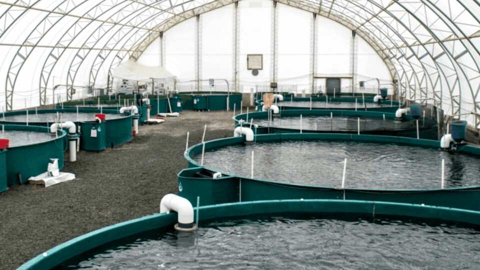 Inside Taste of BC Aquaculture, which currently has capacity for 80 tonnes of steelhead salmon but aims for 21,000 tonnes by 2028. Photo: Taste of BC Aquaculture / Blue Star Foods.