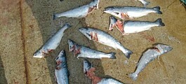 Salmon chiefs seek clarity on possible US ban