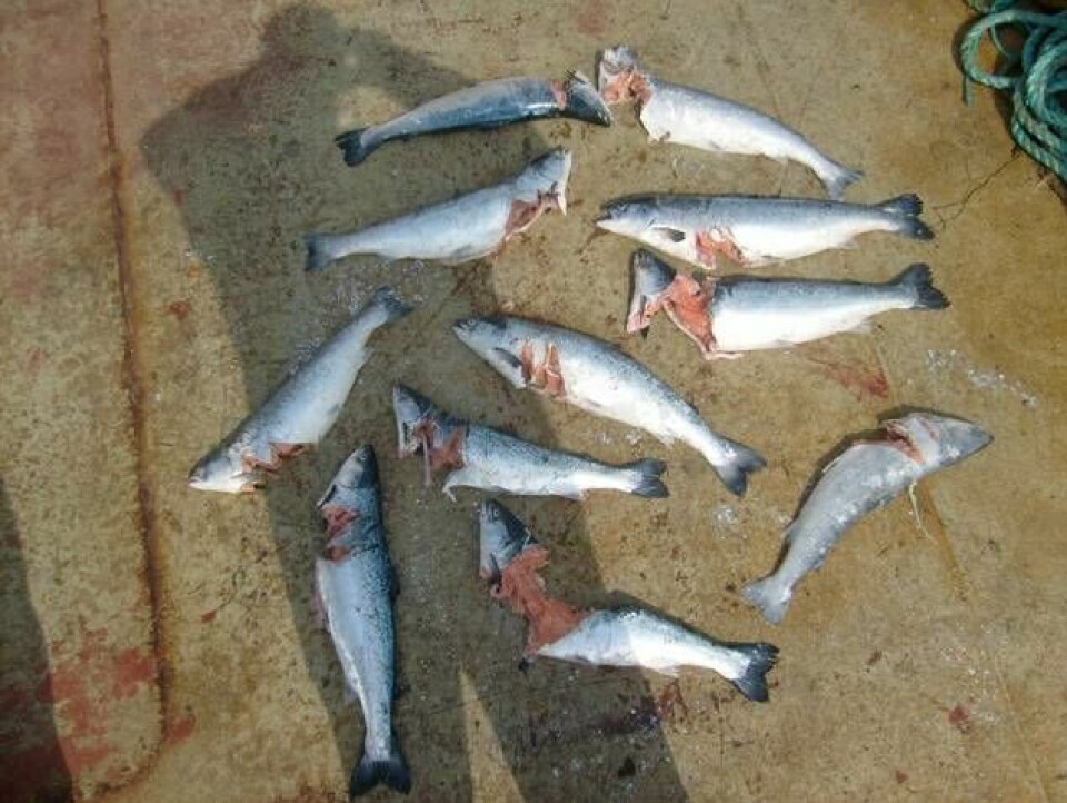 Salmon killed by a seal. A total of 61 seals were shot to protect fish farms and fisheries in the first half of 2017.