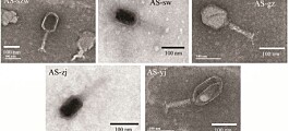 Phage cocktail shows promising results against furunculosis bacterium