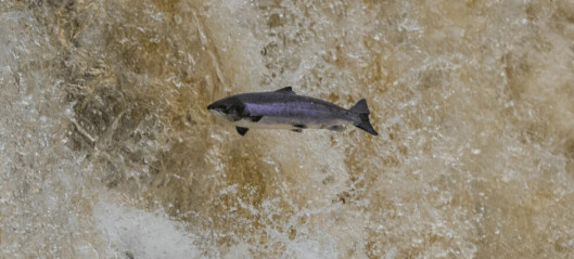 Hatchery-raised salmon 'don’t boost wild numbers'